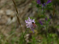 Zygaena hilaris
