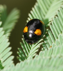 Peltoschema tetraspilotum