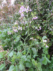 Raphanus sativus raphanistroides