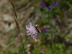 Zygaena hilaris