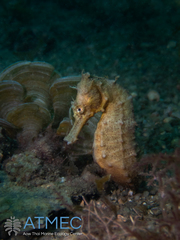 Hippocampus kuda