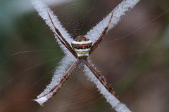 Argiope versicolor