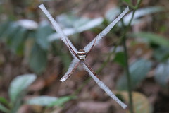 Argiope versicolor