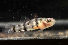 Brachygobius