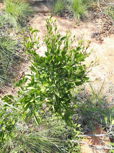 Image of Gymnosporia tenuispina by (c) Manuel R Popp, some rights reserved (CC BY)