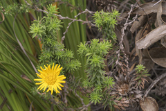 Oedera imbricata