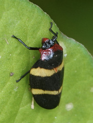 Sphenorhina