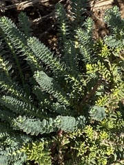 Euphorbia foliosa