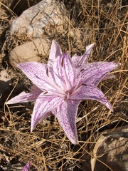 Colchicum variegatum
