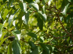 Pittosporum wightii