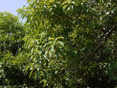 Pittosporum wightii