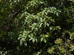 Pittosporum wightii