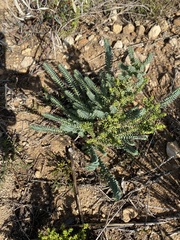 Euphorbia foliosa