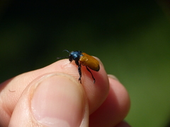 Labidostomis tridentata