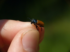 Labidostomis tridentata