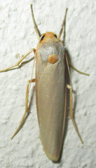 Zobida similipuncta