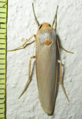 Zobida similipuncta
