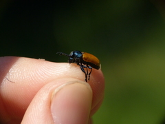 Labidostomis tridentata