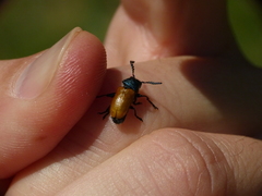 Labidostomis tridentata