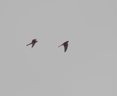 Falco sparverius sparverius
