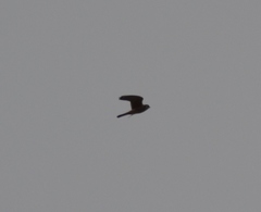 Falco sparverius sparverius