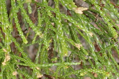 Passerina paleacea