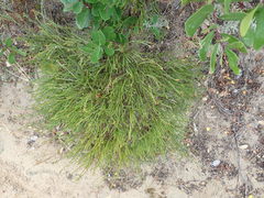 Passerina paleacea