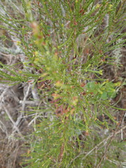 Passerina paleacea