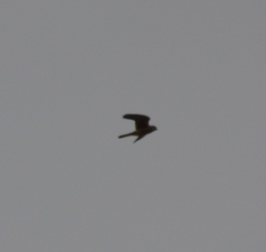 Falco sparverius sparverius