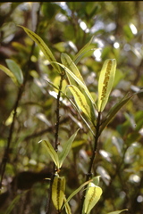 Oleandra neriiformis