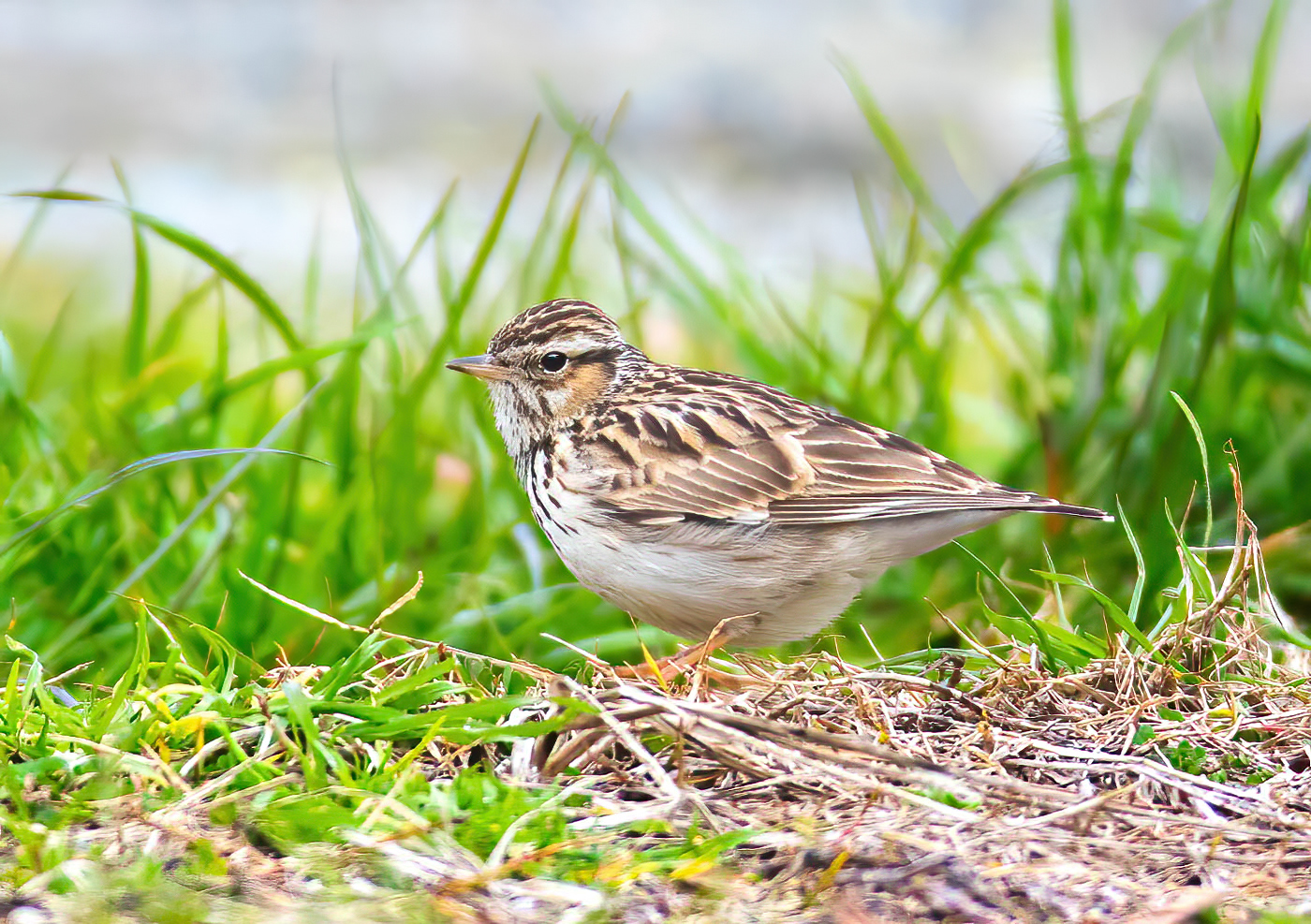 Woodlark (Lullula arborea)