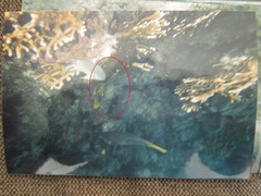 Plectorhinchus gaterinus