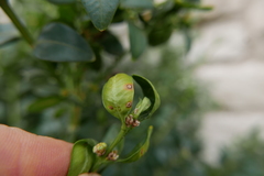 Psylla buxi