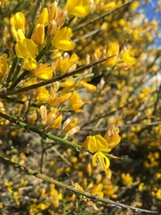 Genista polyanthos