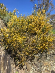 Genista polyanthos