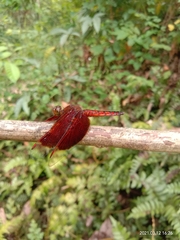 Neurothemis ramburii
