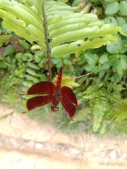 Neurothemis ramburii