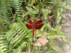Neurothemis ramburii
