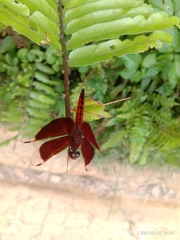 Neurothemis ramburii