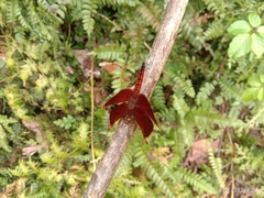 Neurothemis ramburii