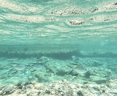 Trachinotus goodei