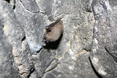 Myotis daubentonii