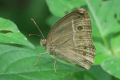 Mycalesis visala