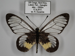 Acraea semivitrea