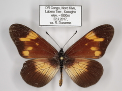 Acraea toruna