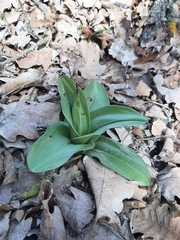 Himantoglossum robertianum