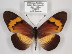 Acraea quadricolor latifasciata