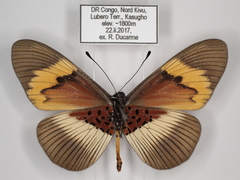 Acraea quadricolor latifasciata