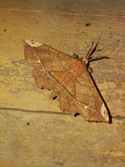 Syllectra