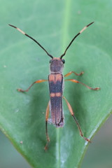 Thranius bimaculatus